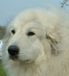 MOIXA DE LA BORDA D'URTX